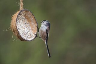 Long-tailed tit on coconut feeder