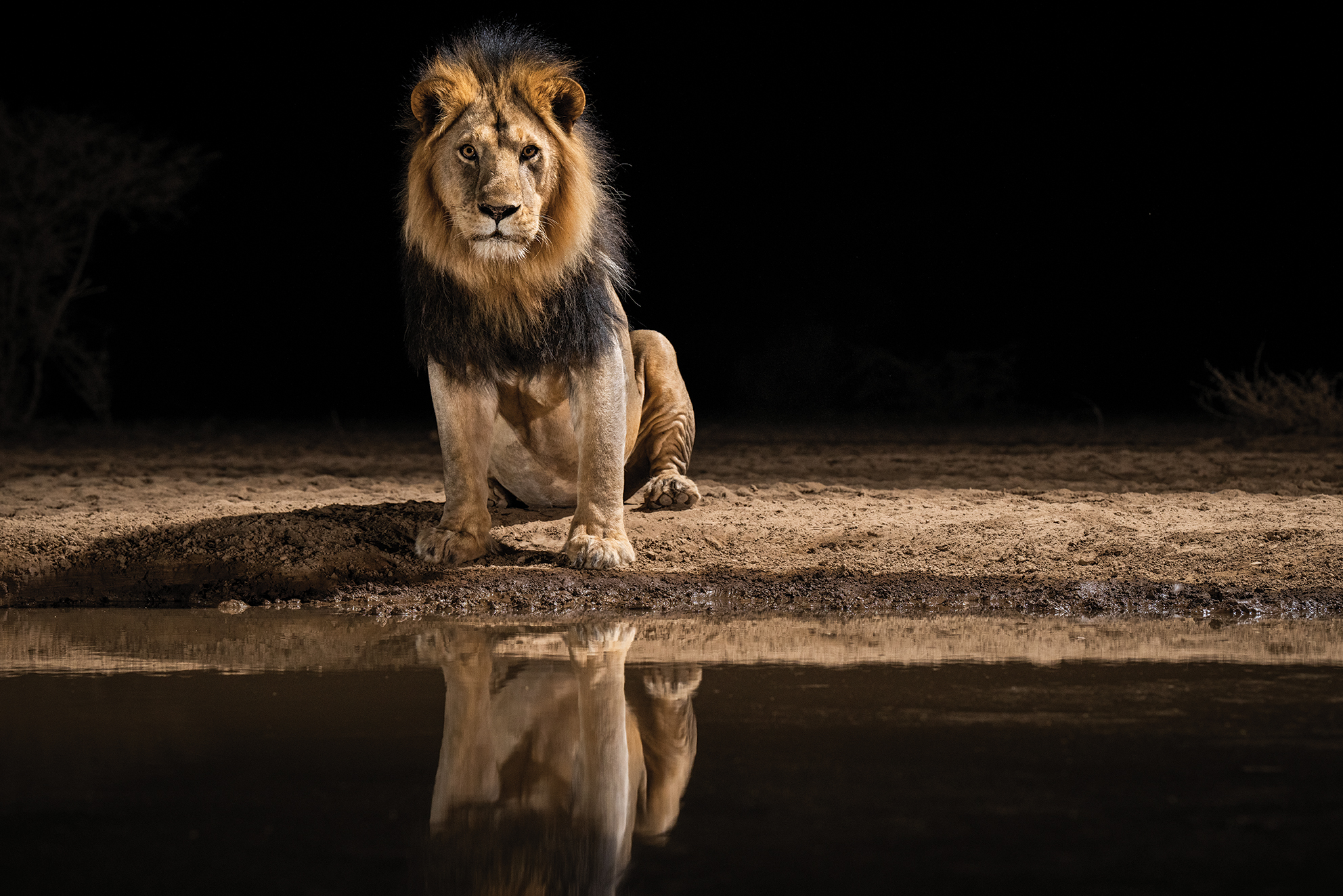 A majestic lion sits by a waterhole at night, its reflection visible in the still water. The scene is calm and powerful, against a dark, empty background