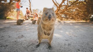 Quokka