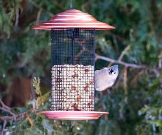 A tufted titmouse on a bird feeder