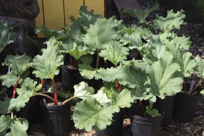 Rhubarb Plants Growing In Containers