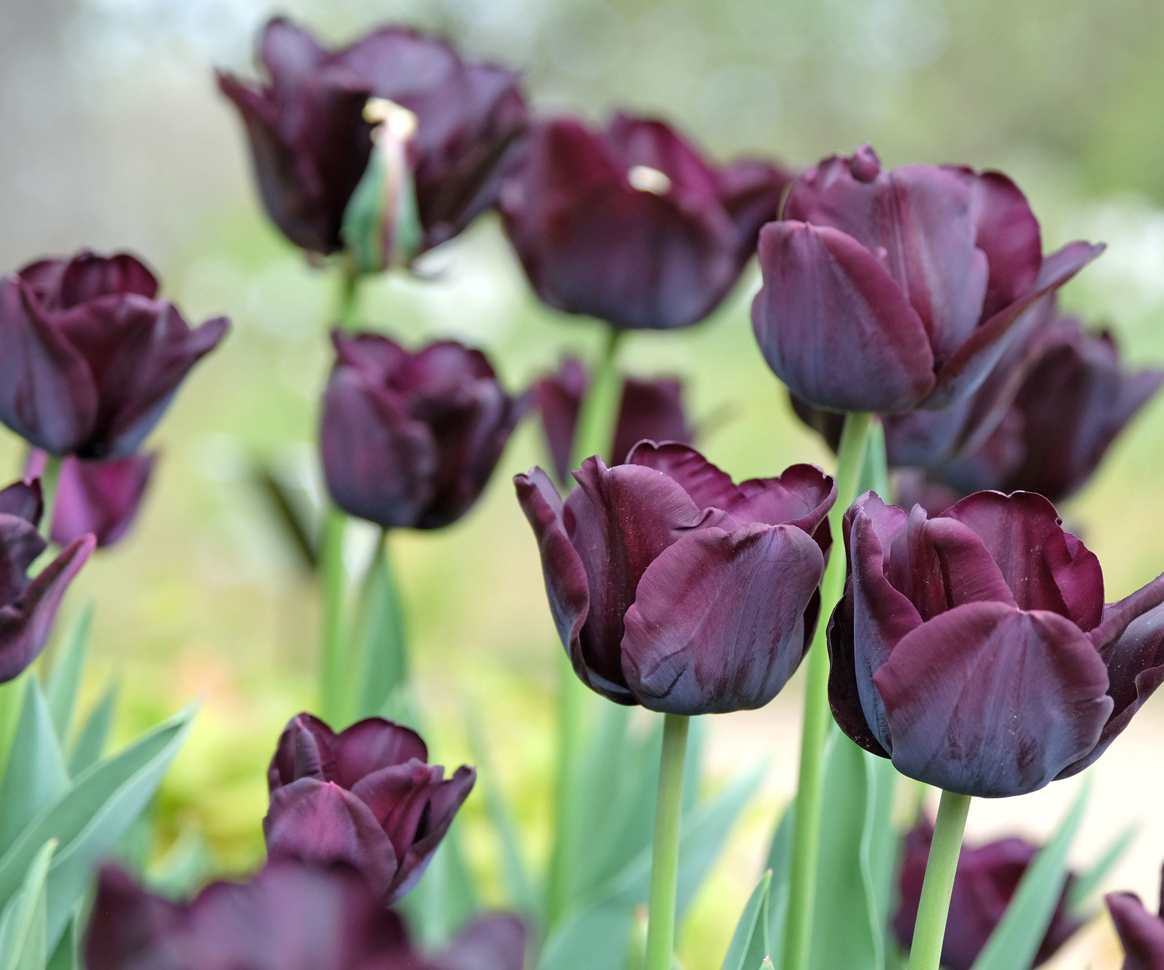 tulips with deep purple flowers in garden