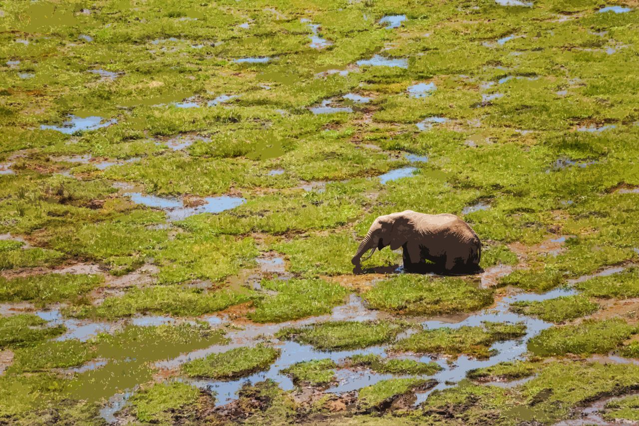 Wading through the swamp.