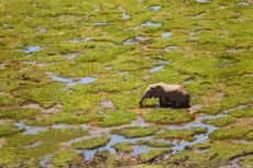 Wading through the swamp.