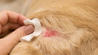 Acute moist dermatitis on dog with a person touching it with a cotton wool pad