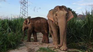 Wild elephants walk along a village road in Xishuangbanna Dai Autonomous Prefecture, Yunnan province, China, on Aug. 1, 2019.