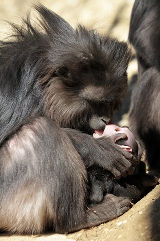 Macaque mothers