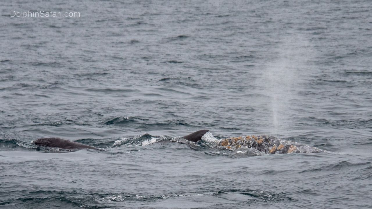 The mother and calf at the surface shortly after the birth.