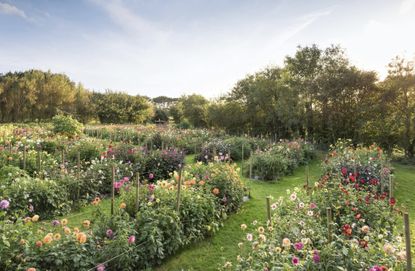 The National Dahlia Collection at Kehelland, Cornwall. &copy; Mimi Connolly