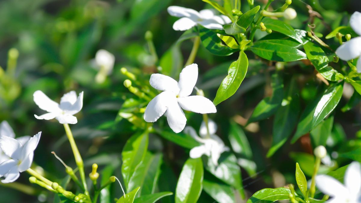 Why are my gardenia leaves turning yellow? - Vimarsana News