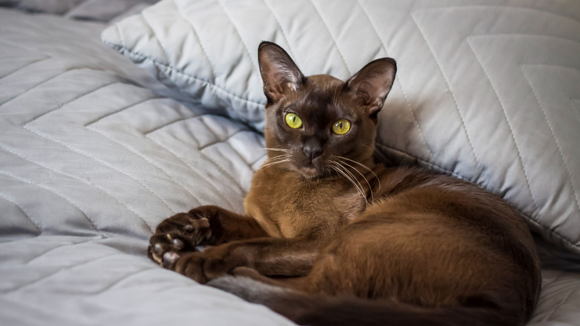 chocolate colored burmese cat lying on a bed