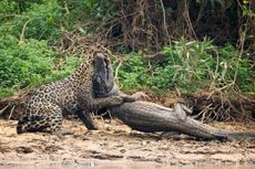 A jaguar ambushes a giant jacare caiman high up on the Three Brothers River in the Pantanal in Mato Grosso, Brazil, on Sept. 26, 2017.