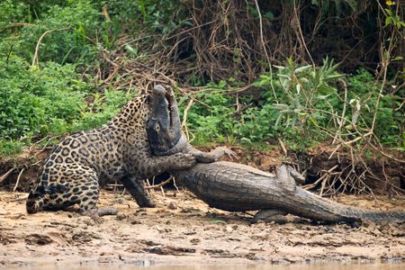 A jaguar ambushes a giant jacare caiman high up on the Three Brothers River in the Pantanal in Mato Grosso, Brazil, on Sept. 26, 2017.