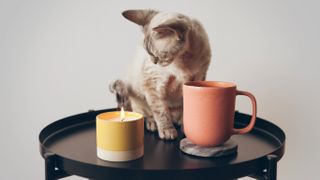 Kitten looking at candle