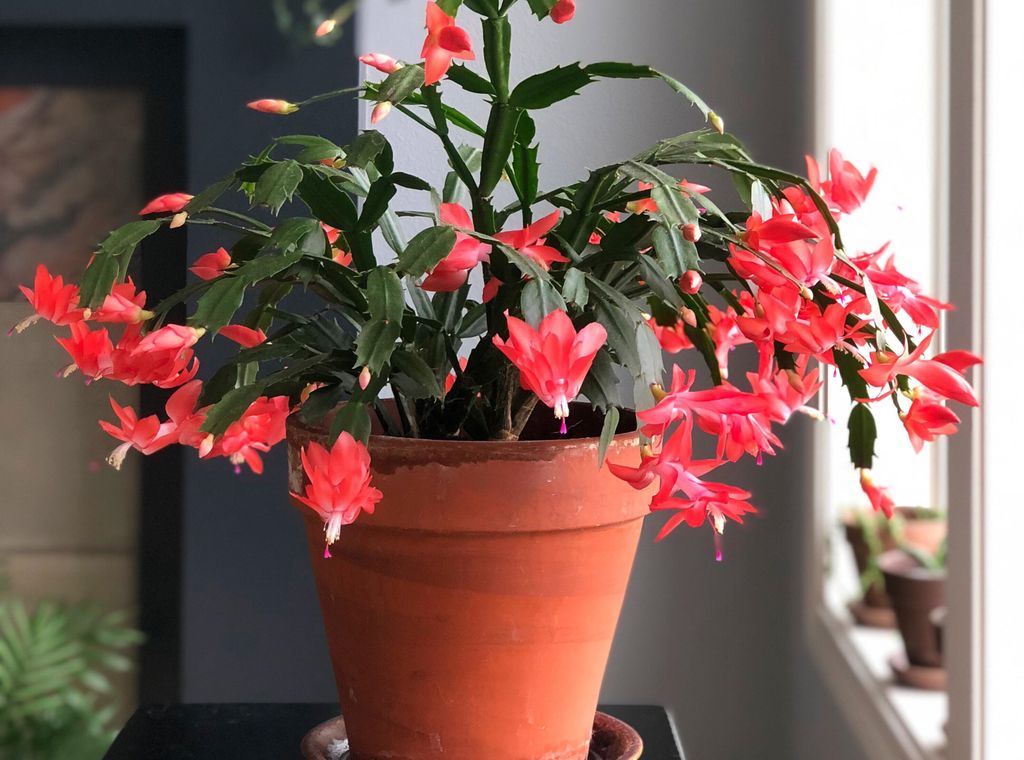 How to Fix the Red Leaves on Your Christmas Cactus Livingetc
