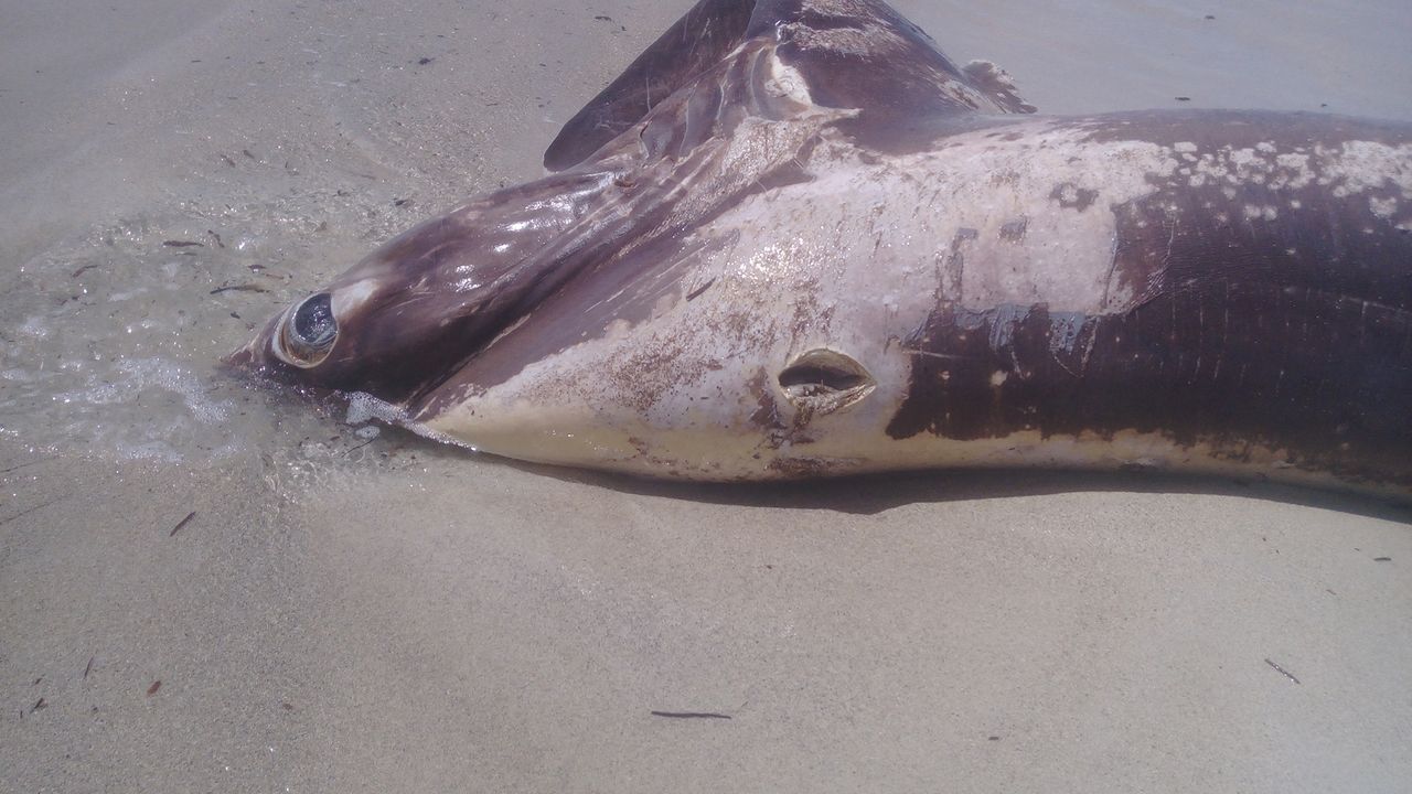 The swordfish's "sword" pierced the shark's branchial chamber, the area that helps the shark breathe.