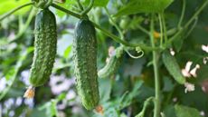 When to plant cucumber seeds – cucumber plants