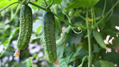 When to plant cucumber seeds – cucumber plants