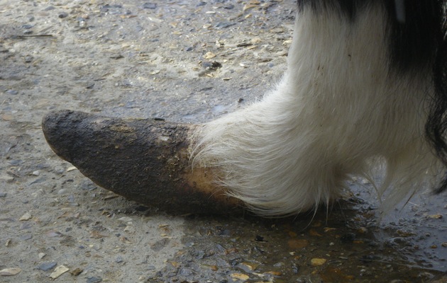 Wales1