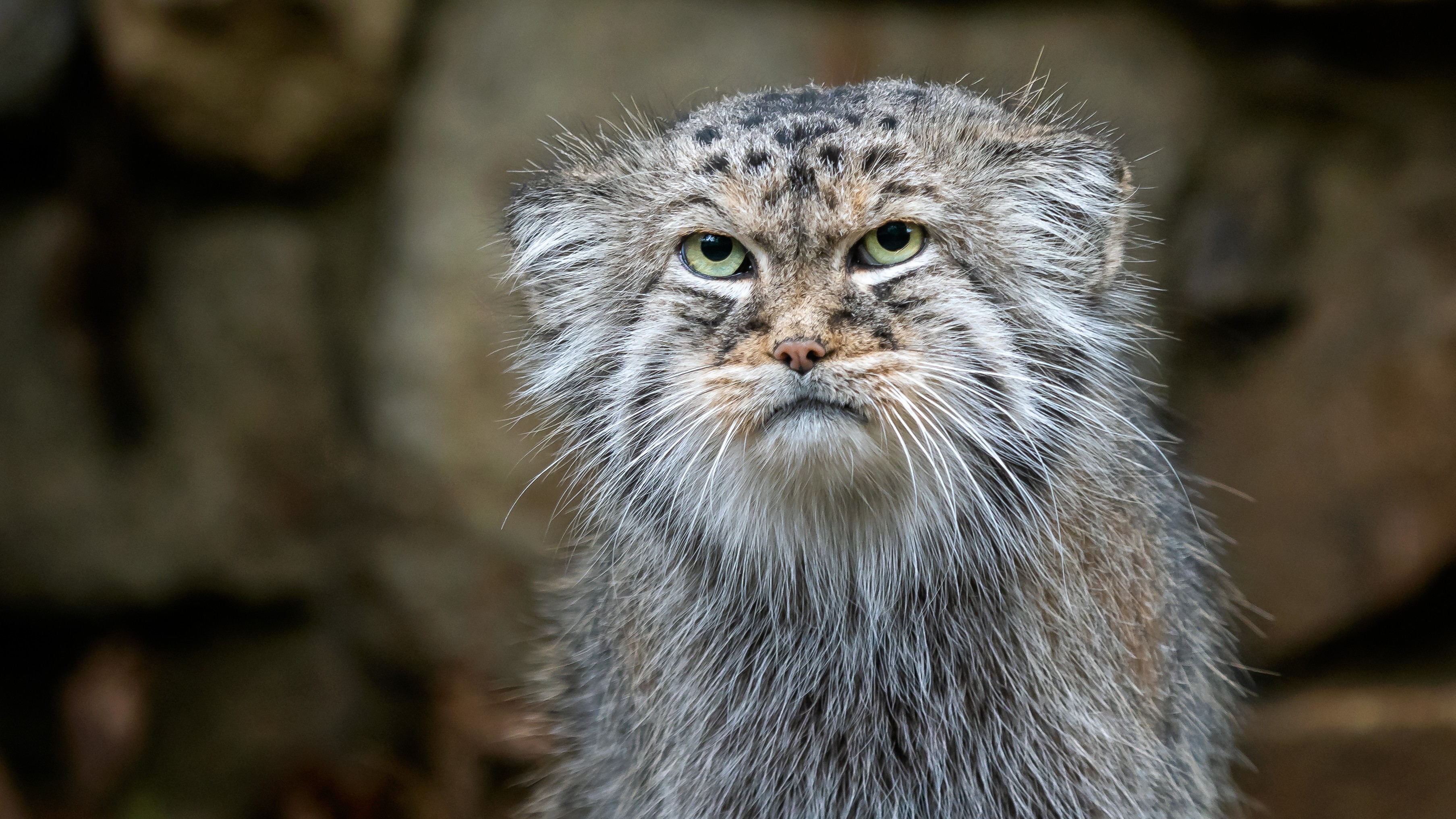 Closeup of a grumpy-looking Pallas&#039;s cat&#039;s head.