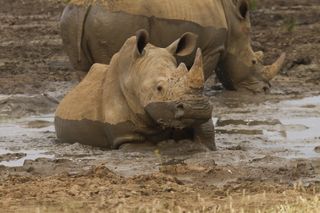 A white rhino wallowing in the mud in Madikwe reserve South Africa.