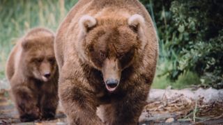 Two brown bears at Katmai National Park and Preserve, Alaska, USA