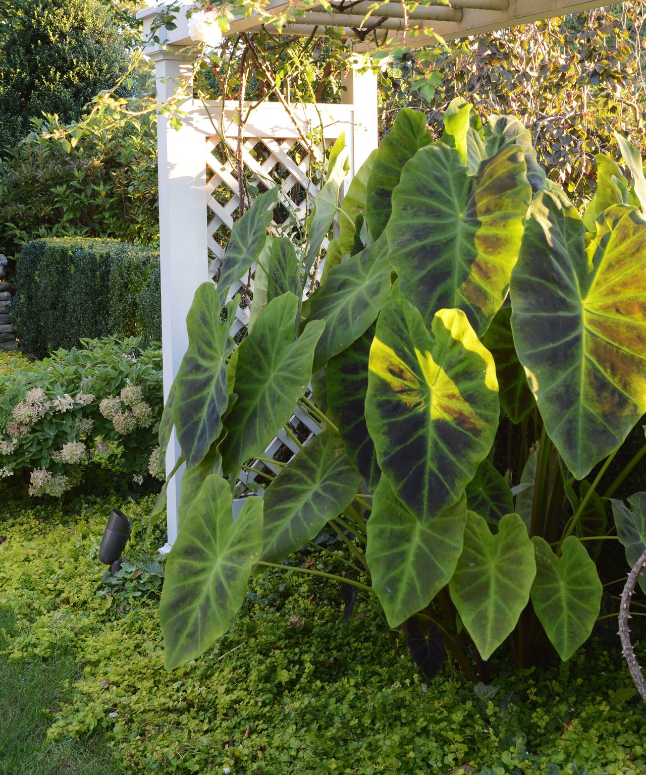 How to care for elephant ears tips for growing colocasia Homes & Gardens