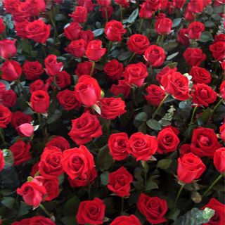 Red Rose Flower Seeds 