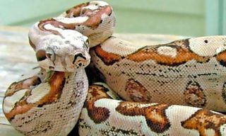 In 2010, scientists discovered that boa constrictors can reproduce by virgin birth. Scientists studied a female boa constrictor from an online store that sells captive-bred boas. The female serpent had given birth to litters twice in two years.