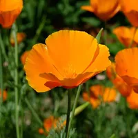 Californian Poppy 'Sun Shades' at Thompson &amp; Morgan