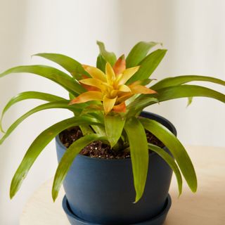 A yellow bromeliad in a blue pot