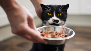 Black and white cat being given a bowl of cat food