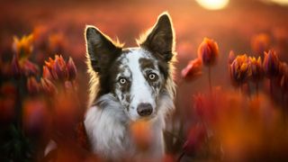 dog in a field of red flowers