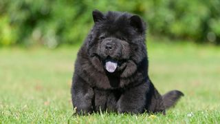 Black Chow Chow sitting on the grass with tongue hanging out