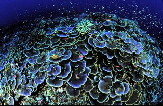 Coral off Jarvis Island in the Pacific Ocean.