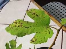 Rust Spots On Fig Tree Leaves