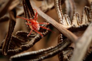 Bright red mite climbing on dried debris.