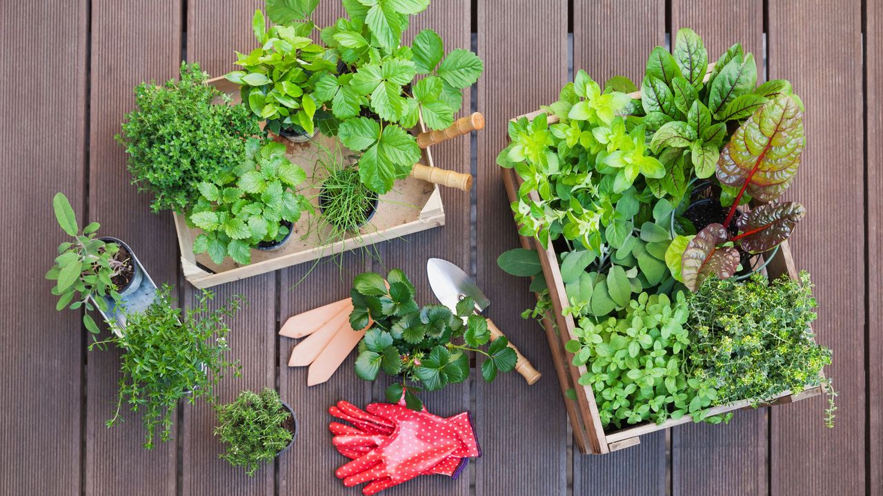 How to grow mint in a pot: conceptual shot of Various potted spice plants on terrace 