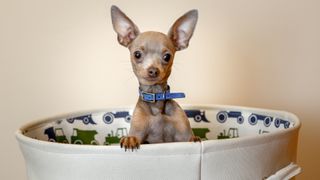Tiny Chihuahua puppy