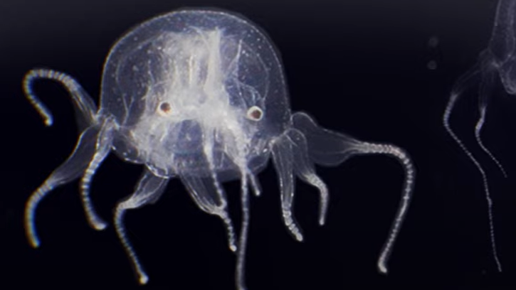 Newly discovered jellyfish is 24-eyed VSLvJYJvaj9k7kHTngvju-1200-80