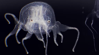 A juvenile box jellyfish of the newfound species has a transparent and colorless body, as well as 12 tentacles ending in small, paddle-like structures.