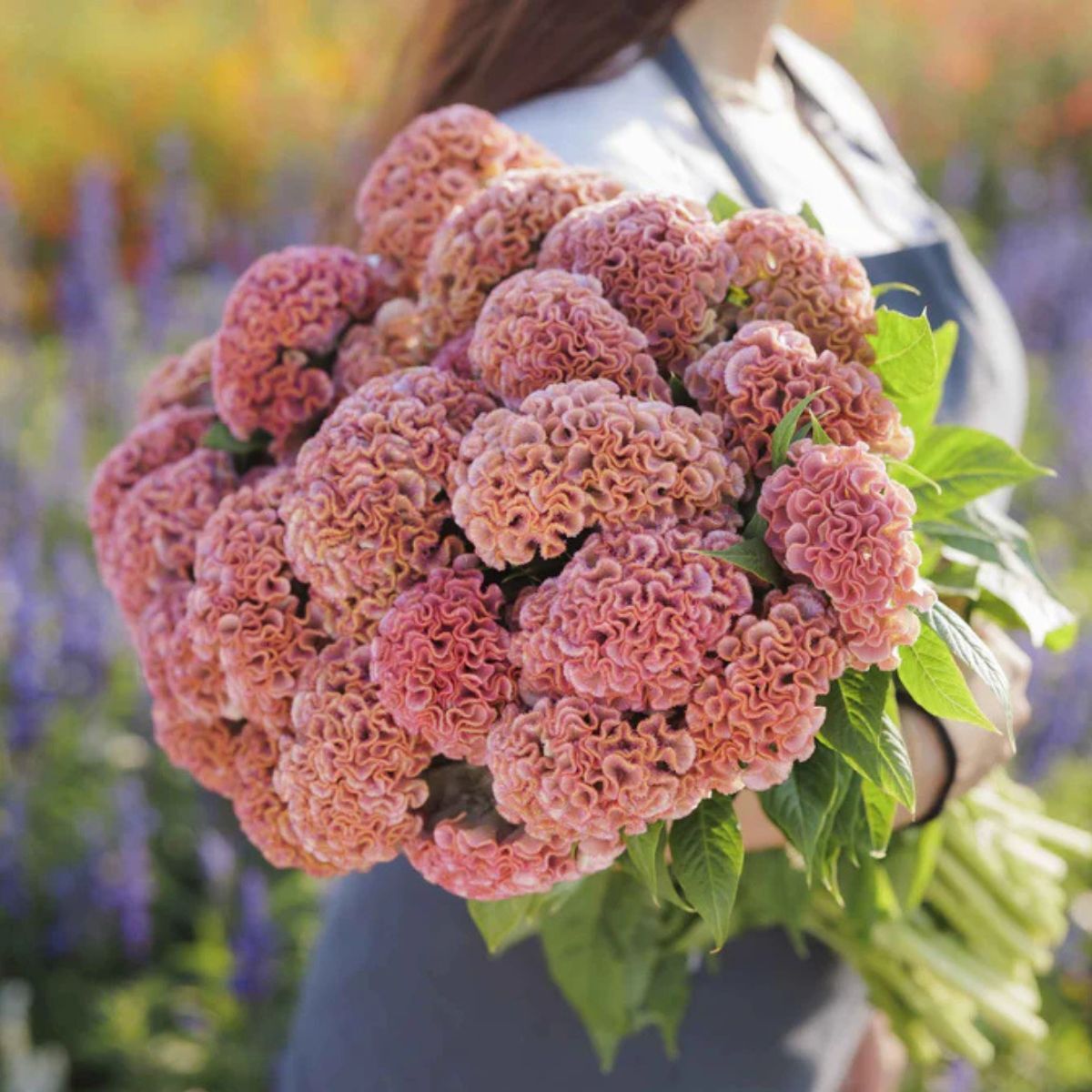 Celosia