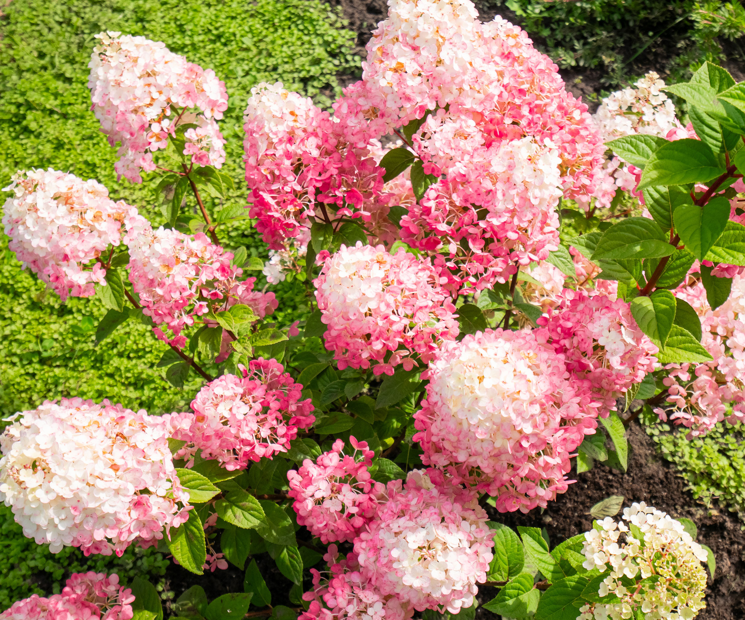 panicle hydrangea Strawberry Vanilla with pink and white panicle flower heads