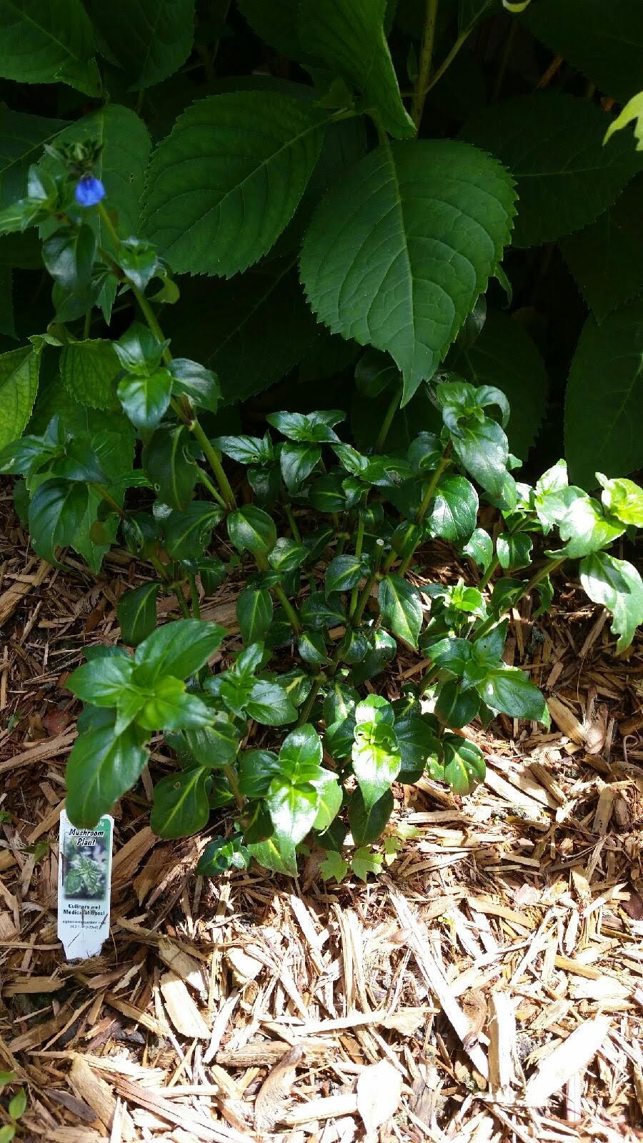 mushroom herb plant