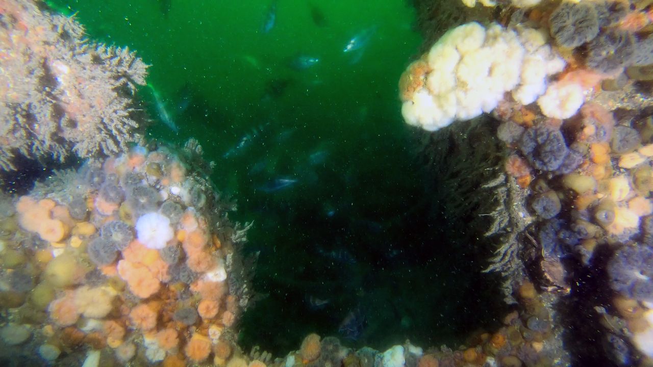 Wrecks like that of the John Mahn V-1302 can act as an artificial reef for sealife, but they can also leak hazardous chemicals that affect the undersea environment around them.