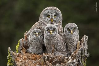 Family Portrait by Connor Stefanison, Canada A great grey owl and her chicks sit in their nest in the broken top of a Douglas fir tree in Kamloops, Canada. They looked towards Connor only twice as he watched them during the nesting season from a tree hide 50 feet (15 metres) up.