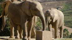 A photograph of elephants at the San Diego Zoo Safari Park. 
