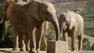 A photograph of elephants at the San Diego Zoo Safari Park. 