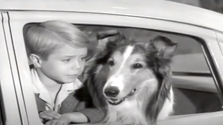 the stars of lassie