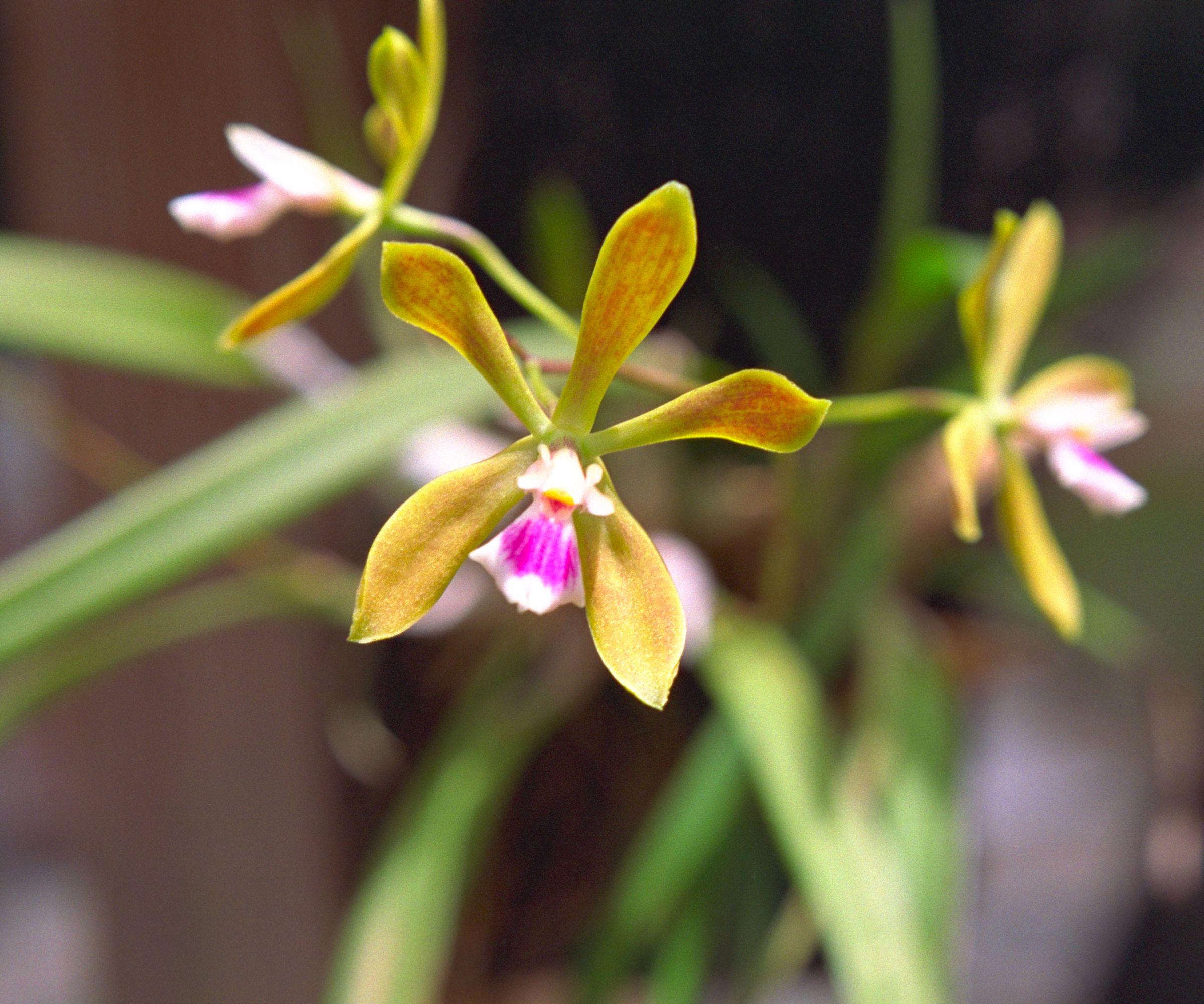 Encyclia tampensis - Butterfly Orchid Up Close and Personal Close-Up - stock photo